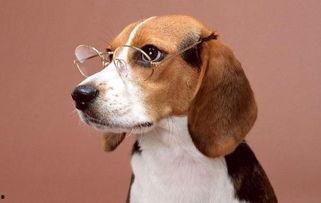 属相是狗的明星头条,盘点属相狗的明星头条风采